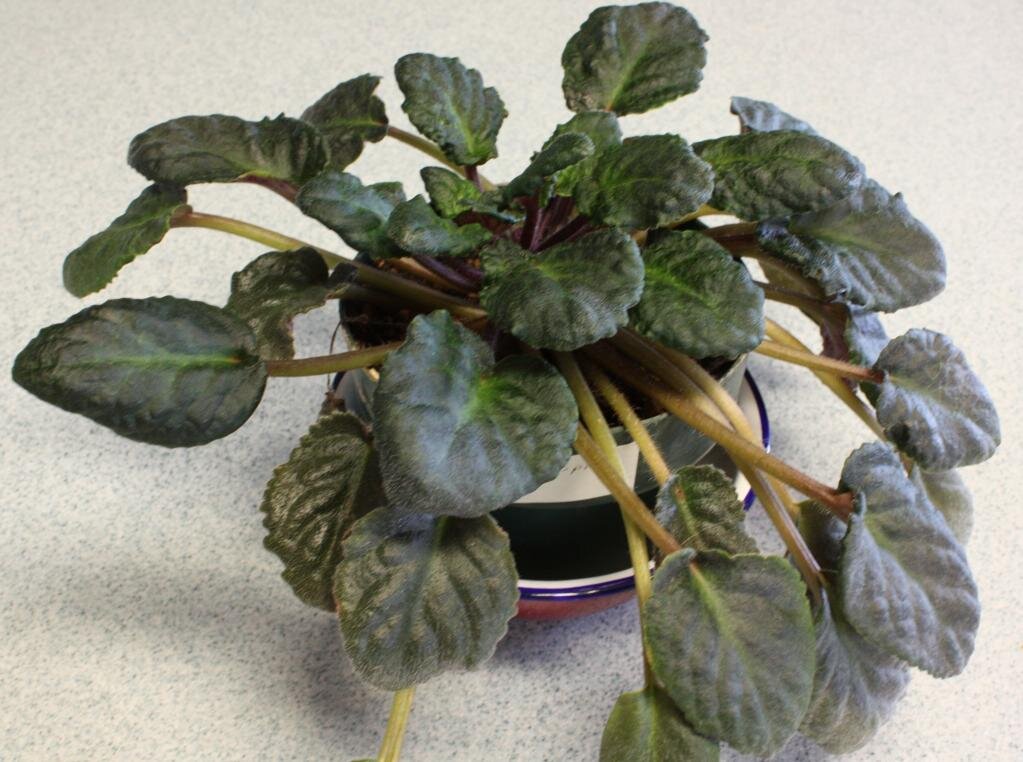 Вот так может выглядеть фиалка, которая пострадала от чрезмерного полива.