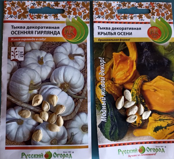 Семена тыкв на тестирование. Фото втора