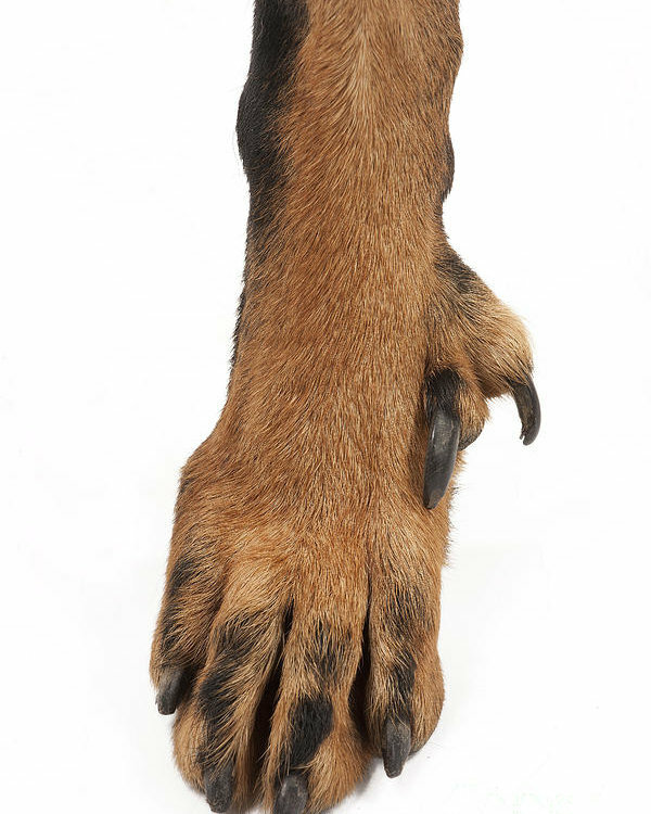 Paw pads grip pads non-slip Dog paws, Diy dog stuff, Doggy