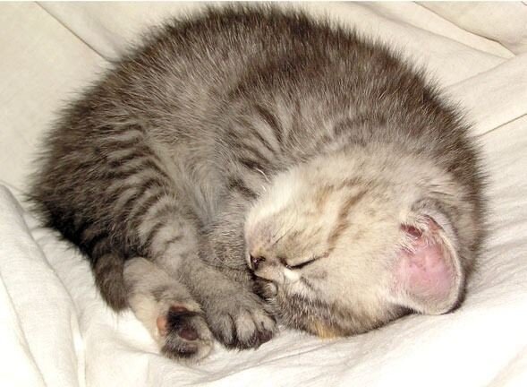 Животные, тоже видят сны.