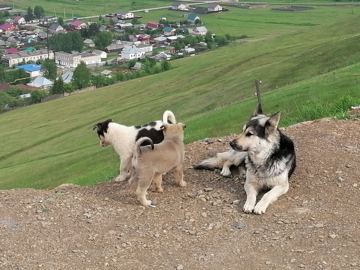 Местные жители