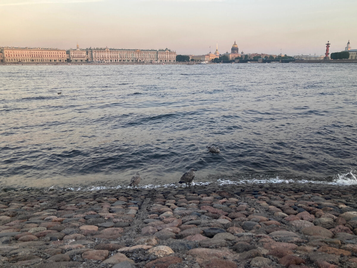 В качестве иллюстрации - вечерняя Нева, жара и птички с перепончатыми лапками (фото мое) 