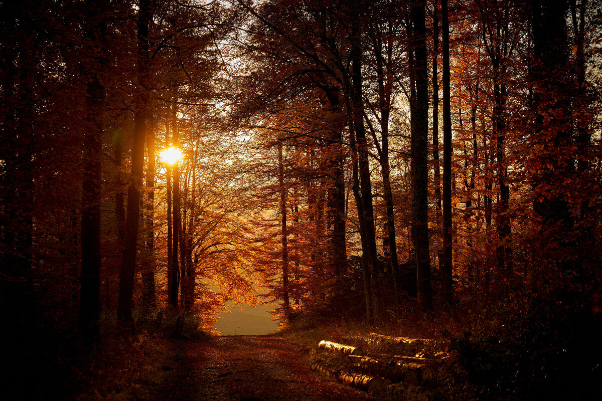 Картинка с бесплатного фотостока https://unsplash.com, автор Wolfgang Hasselmann