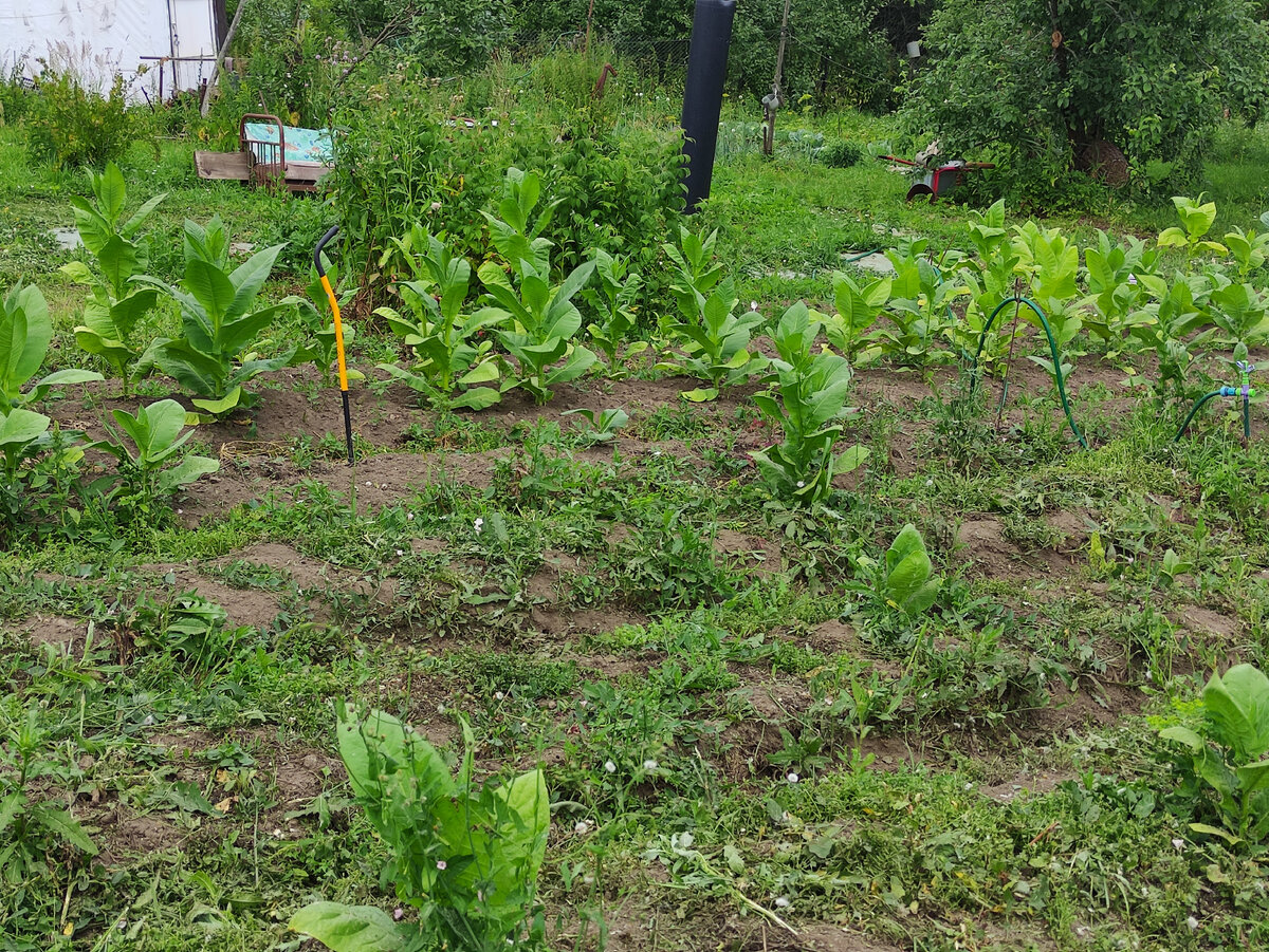 Вот так выглядит моя плантация сильно прореженная