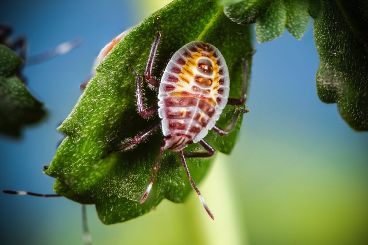     Как унять зуд от укусов насекомых: 5 быстрых способов