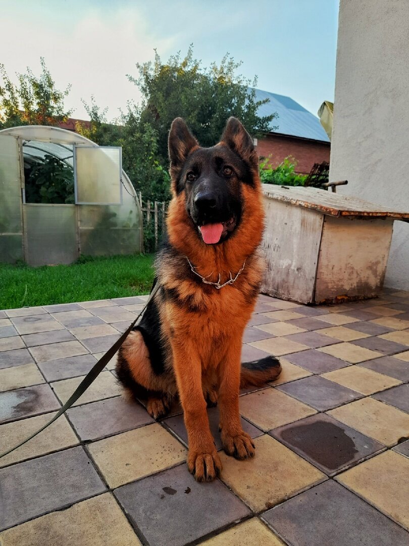 Немецкая овчарка, 4 месяца