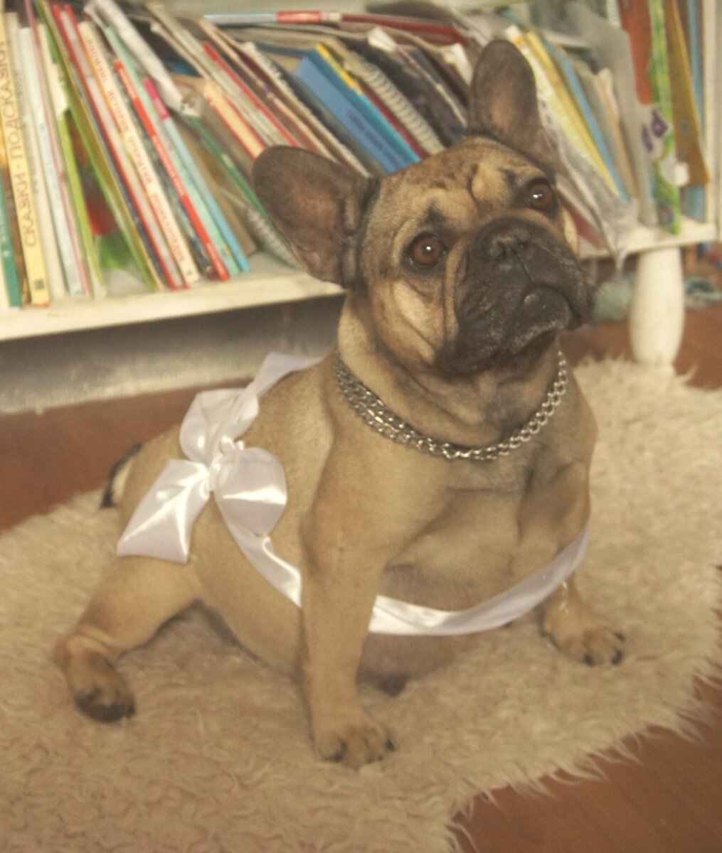 Французский бульдог за несколько дней до родов