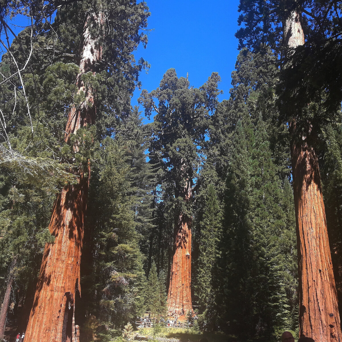 Секвойя парк