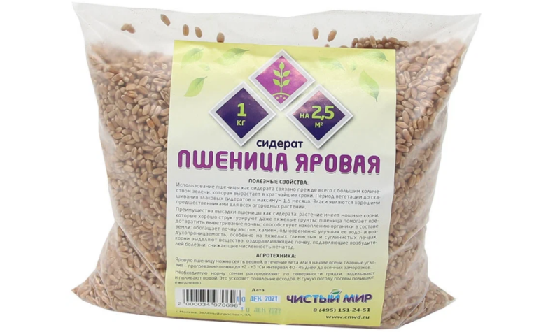 Семена пшеницы