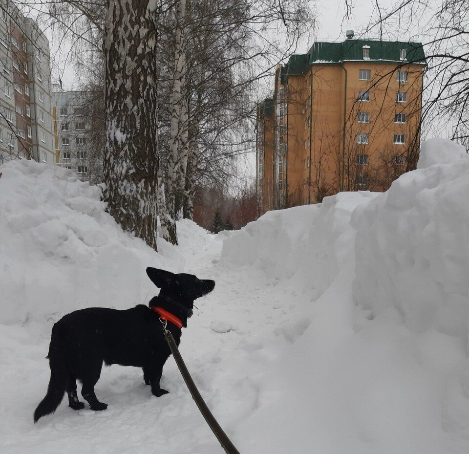     Некоторые сугробы выше человека. Фото: Татьяна КОЛЕСНИКОВА.
