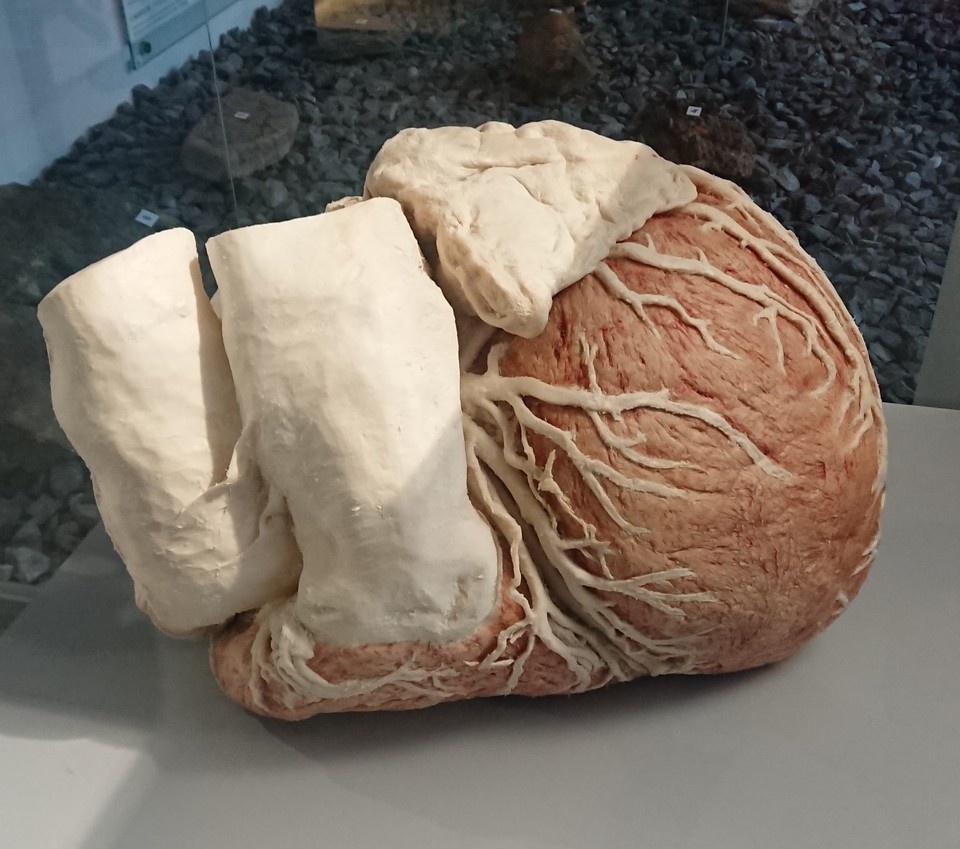     Сердце серого кита. Словно огромный кулак. Алексей ДЕНИСЕНКОВ