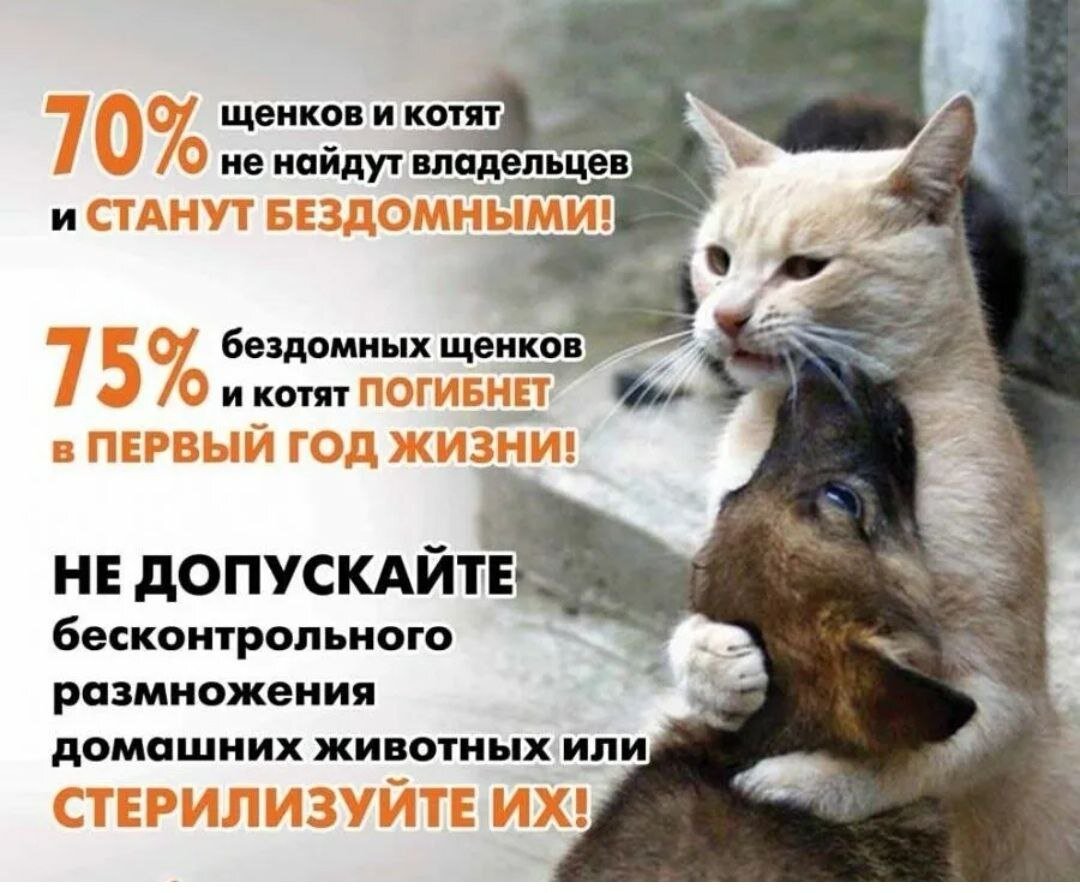 флаер бездомные животные. дети помогают. объявления о помощи животным. флаер для приюта животных. лозунг акции в поддержку бездомных животных.