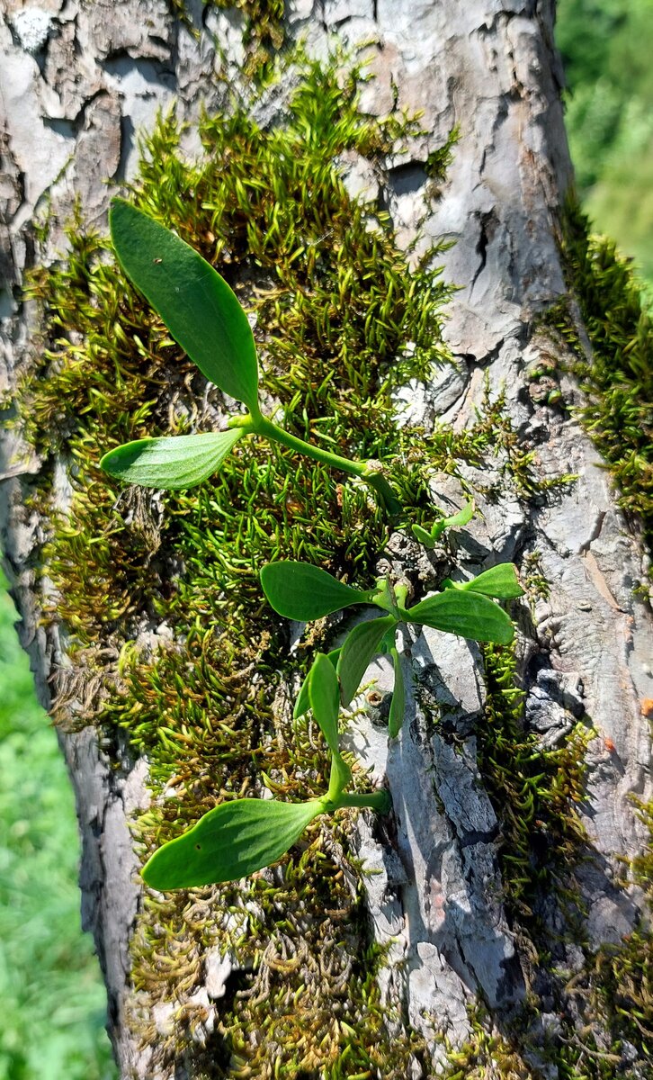 Молодые веточки омелы пробиваются сквозь кору старой яблони. Фото Кадыровой Л.Р.