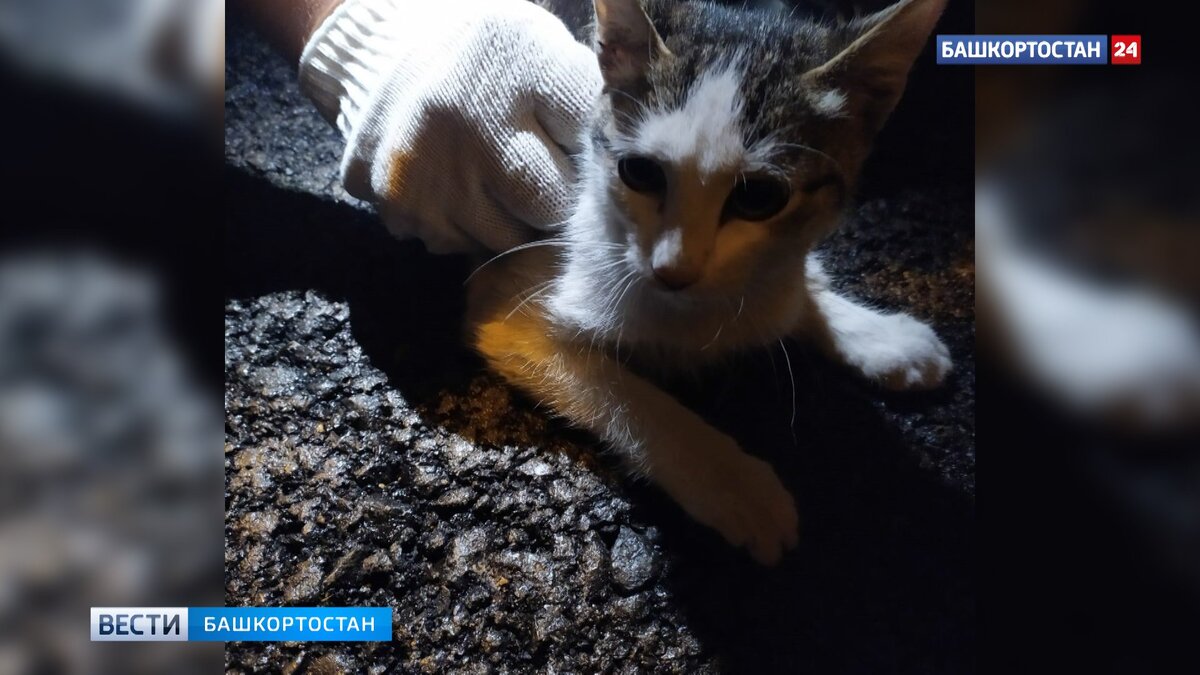    Уфимским спасателям пришлось частично разобрать машину, чтобы достать котенка из-под крыла