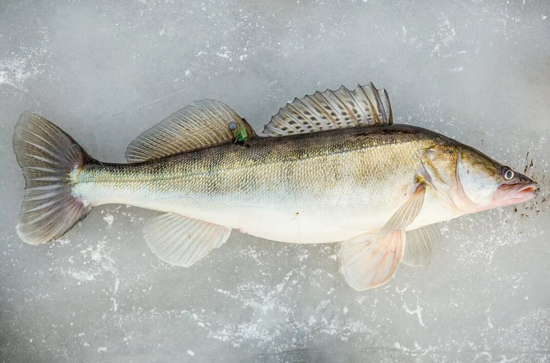 Как выглядит судак