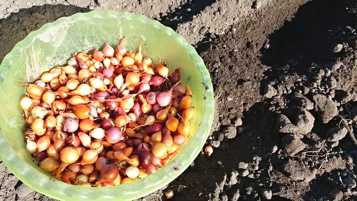 В какую землю сажать лук севок. Лук севок посадочный. Лук севок посев. Лук севок овсюжка.