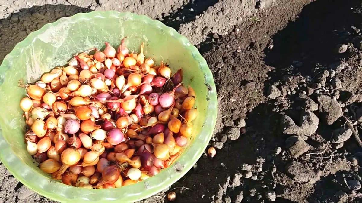 Лук севок пророс. Лук севок посадочный. Лук севок посев. Лук севок овсюжка.