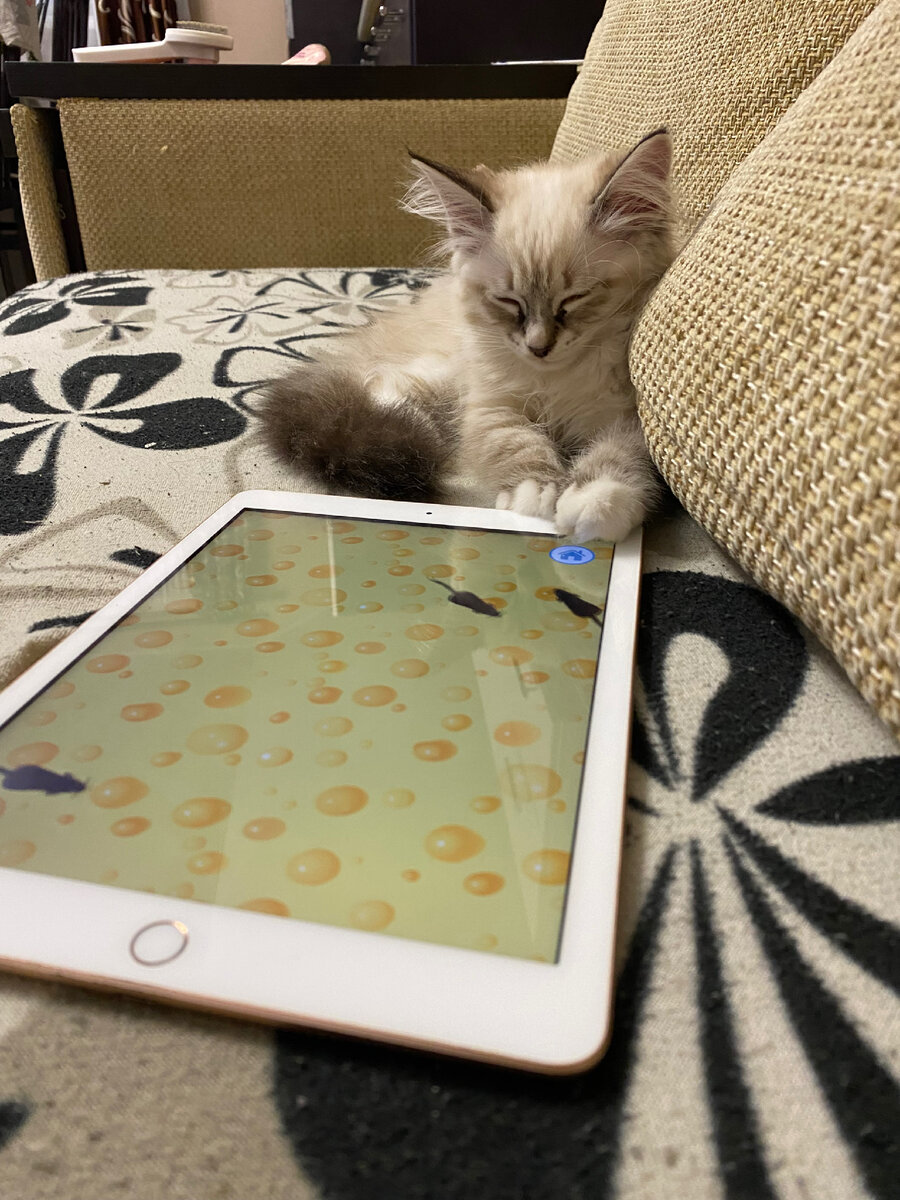 Наигралась и спит.