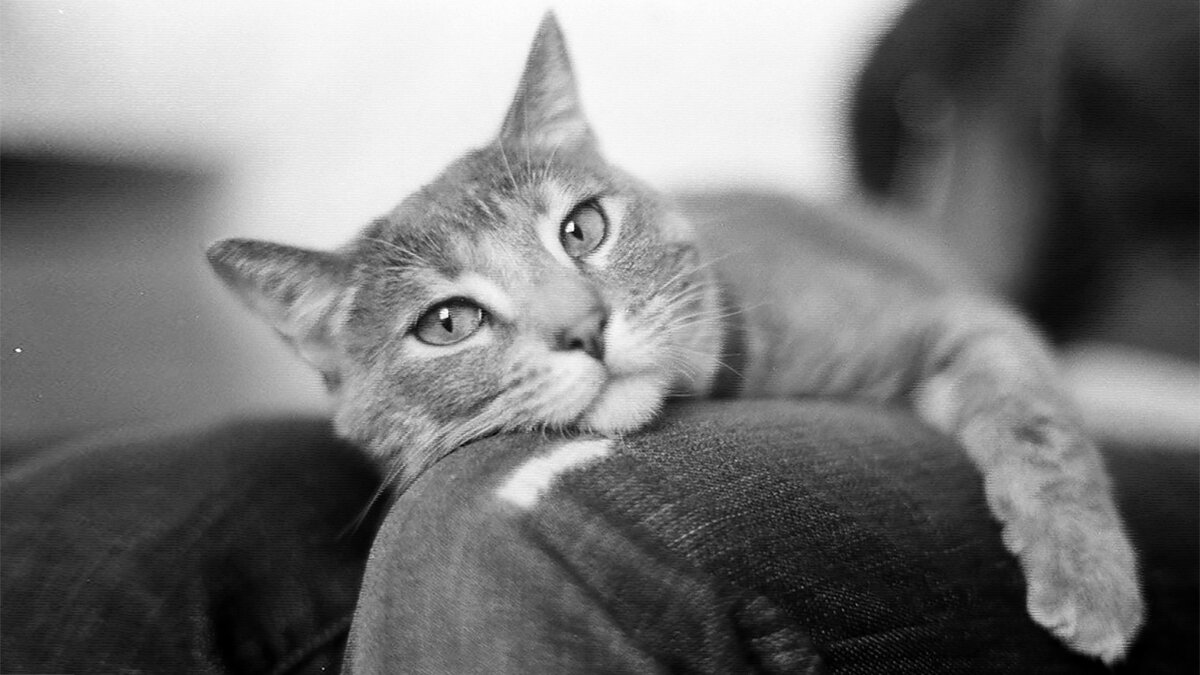 источник фото: c1.staticflickr.com