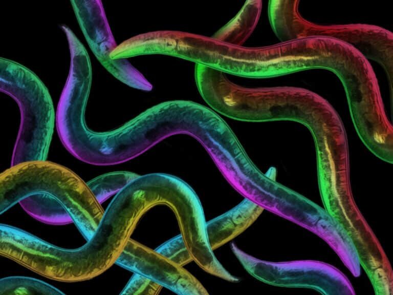    Нематоды C. elegans / © Queensland Brain Institute