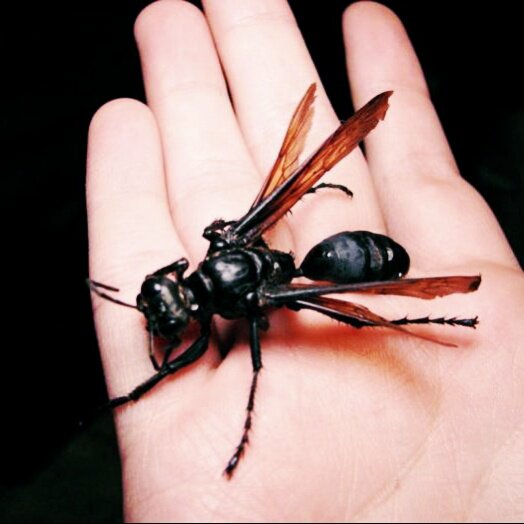 Красавица-оса