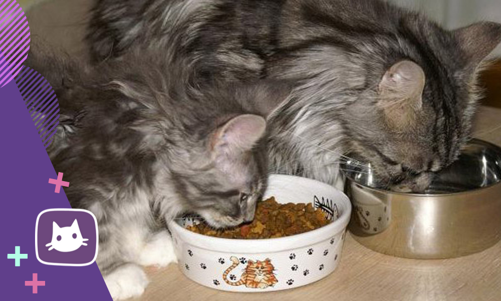 Сколько едят коты в день. Мейн кун ест. Мейн кун питание. Рацион питания Мейн куна. Еда для Мейн куна.