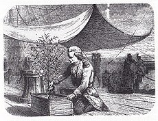 Габриэль де Кльё поливает саженец кофейного дерева