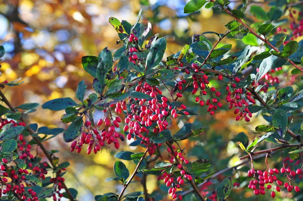 Барбарис обыкновенный. Источник: фото из интернета   