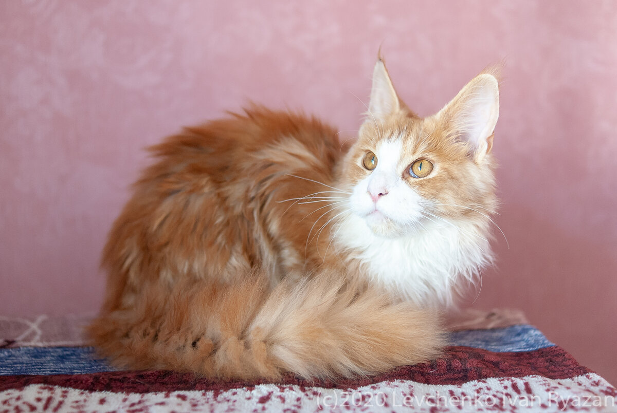 котенок Мейн Кун