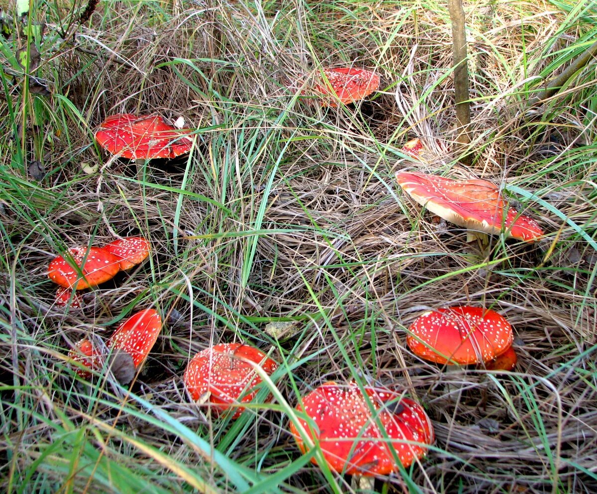 Яндекс-картинки
