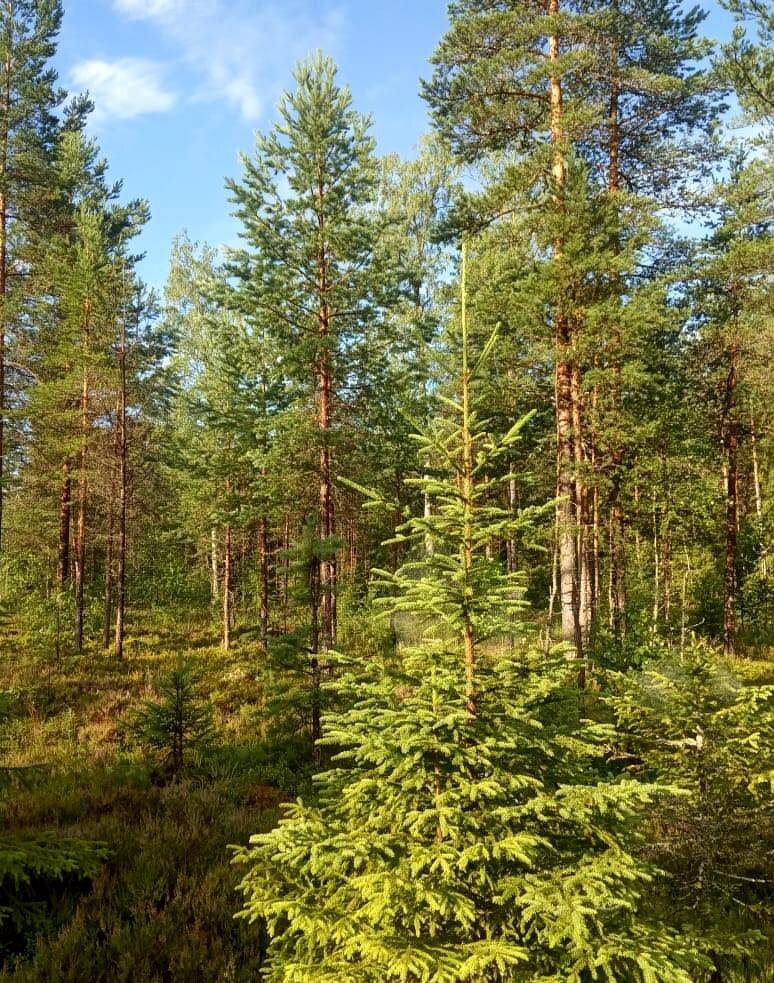 Леса ленинградской области фото