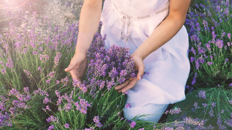 Лаванда, Болгария, как cтpана cтала ведyщим пpоизводителем маcла лаванды.