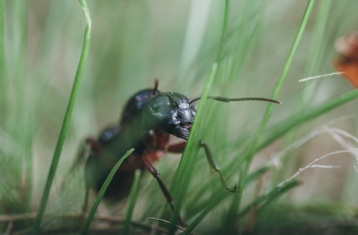 Красногрудый муравей-древоточец (фото Joni Räsänen, Flickr.com)