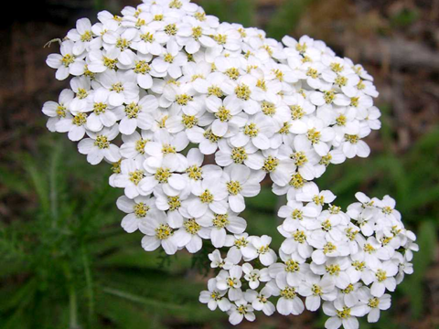 Цветущий тысячелистник