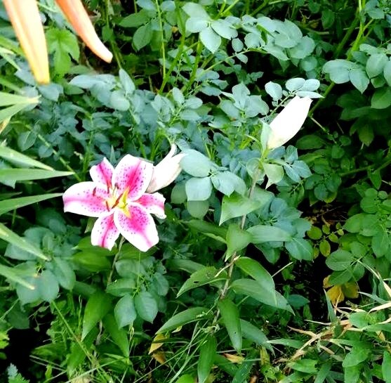 Лилия Восточная