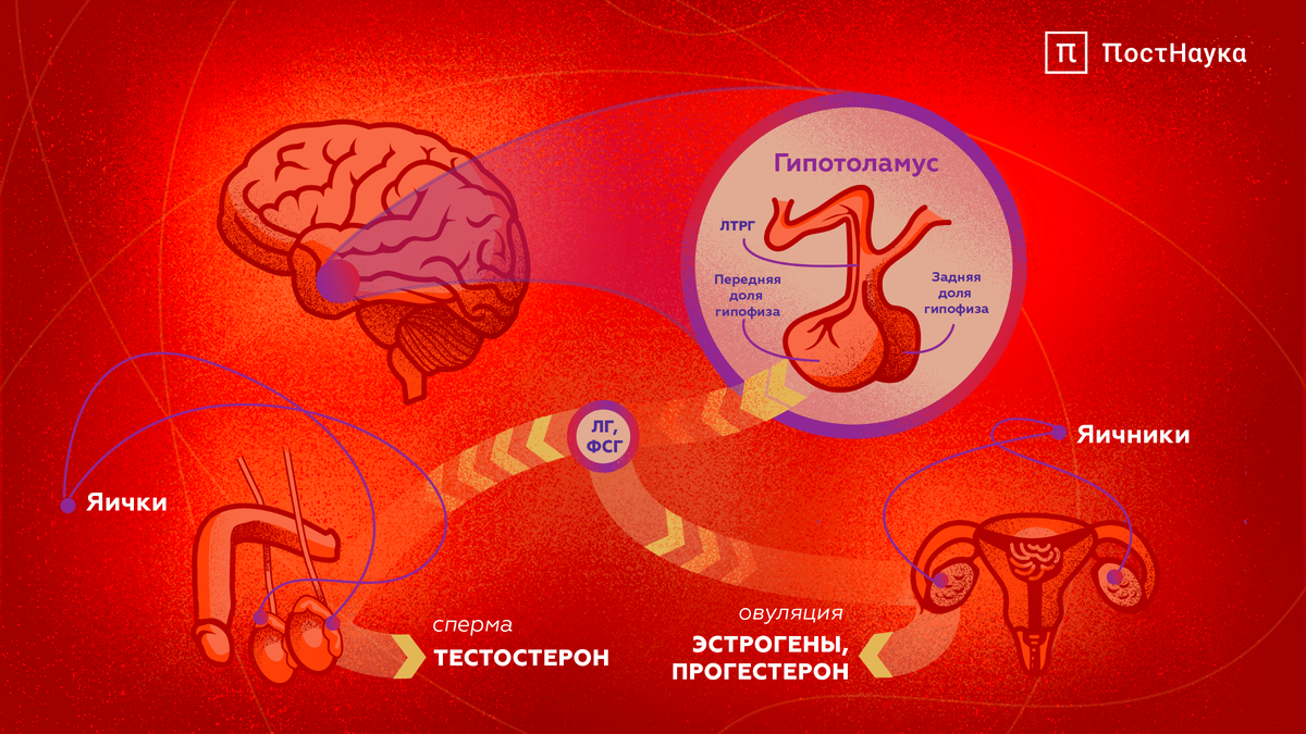 Работа половой функции в нормальном состоянии