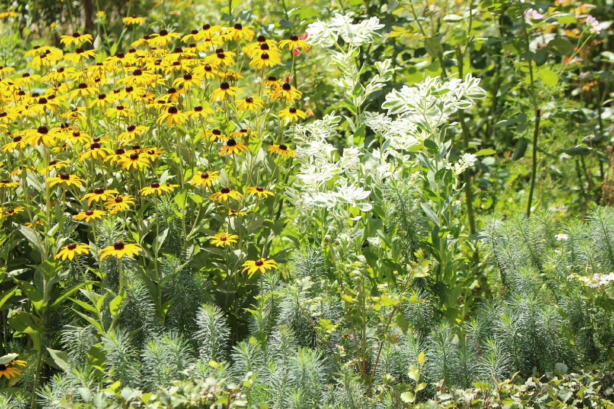 Вот такая вот у меня красота в огороде растет)
