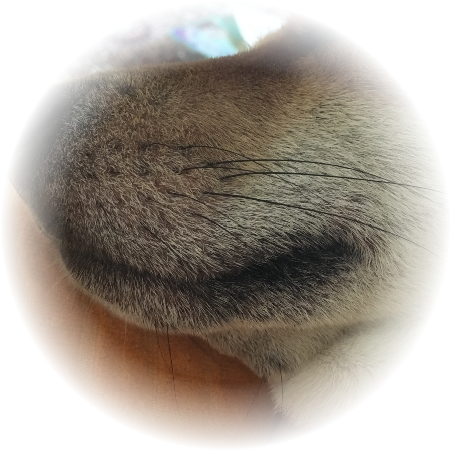 Вот такой многострадальны нос сейчас  у Тимо(((