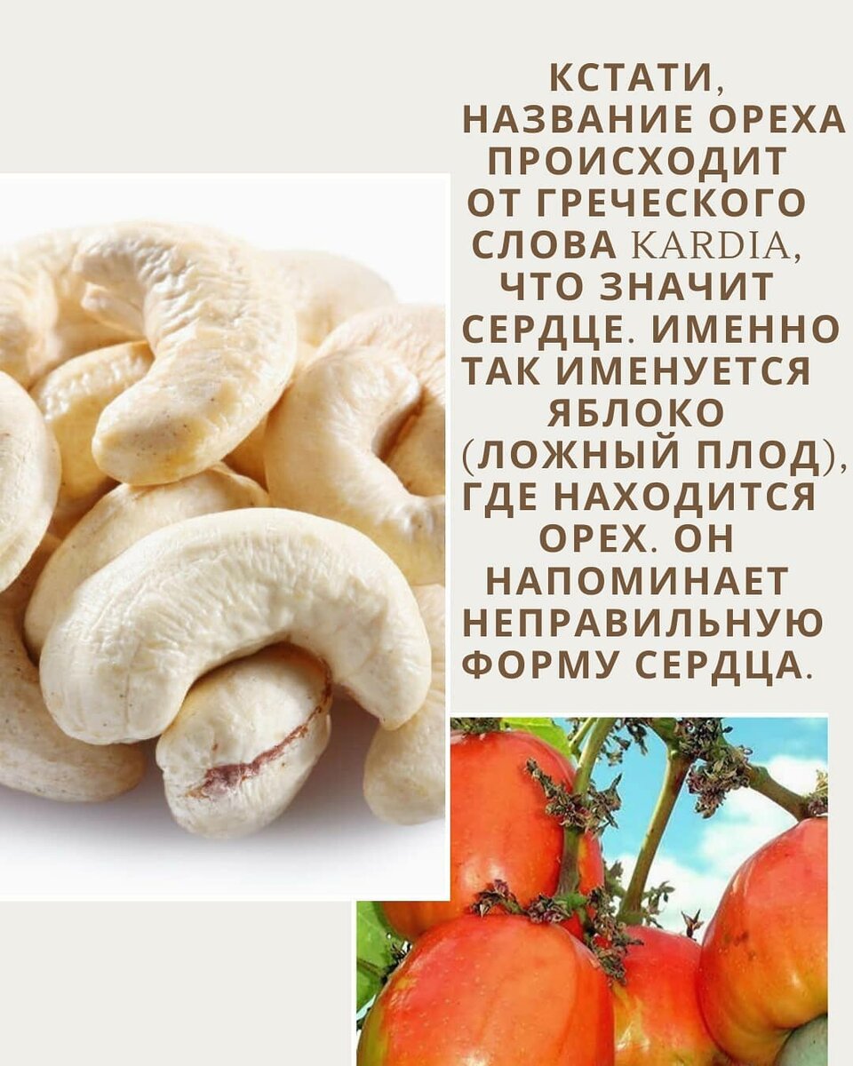 Чем полезны орехи кешью