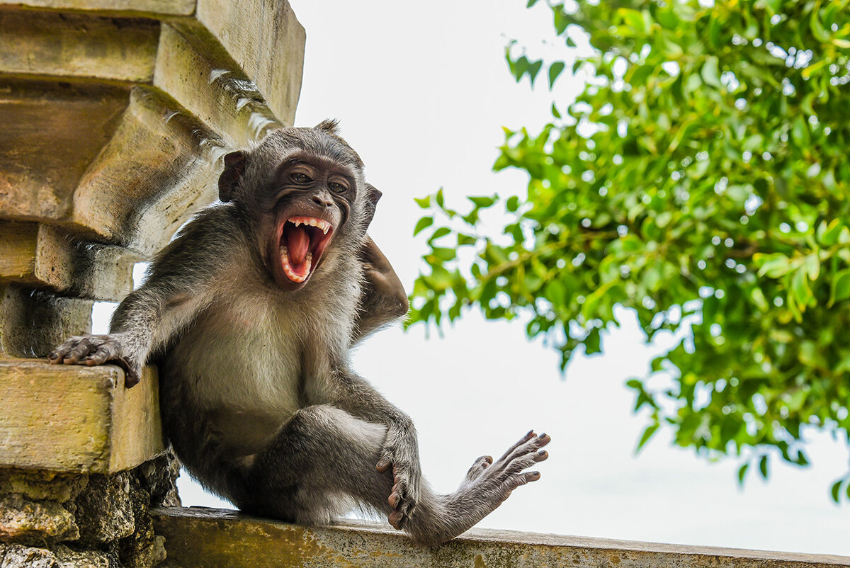 Прикольные фото на телефон. Конкурса comedy Wildlife Photography Awards. Смешное животное. Смешные картинки. Забавные картинки.