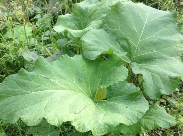 Обычный лопух