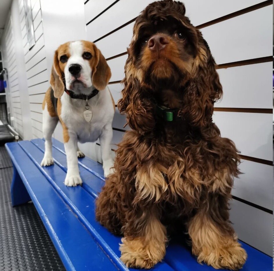 Наш "детский сад" для собак