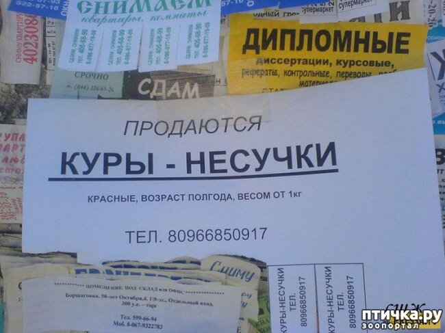 источник фото https://www.ptichka.ru/