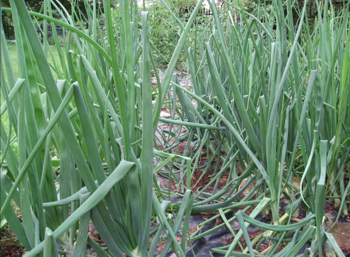 Лук посаженый заранее даст хороший урожай