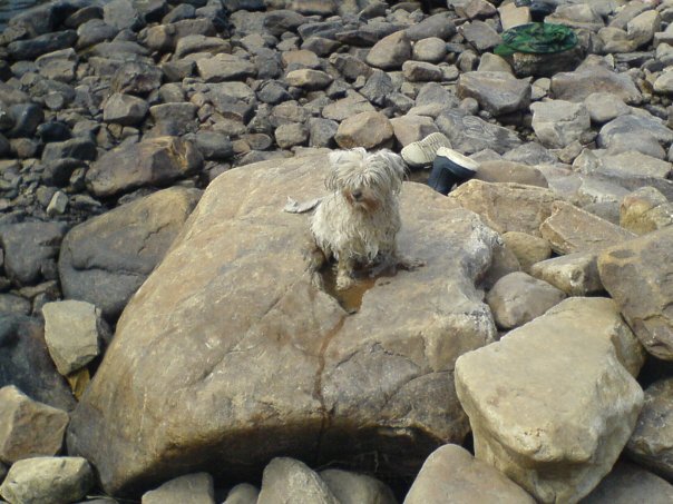 Это мы в походе на речке, однажды ее чуть не снесло течением. Мы плавали без неё, Зайка была на берегу. И в один момент я потеряла ее из виду. Только в далеке мелькнуло что-то белое, но уже в воде. Малышка так хотела к нам, что не удержалась и прыгнула в воду. Я по течению быстро ее догнала. Боюсь представить, если бы не заметили😱. 