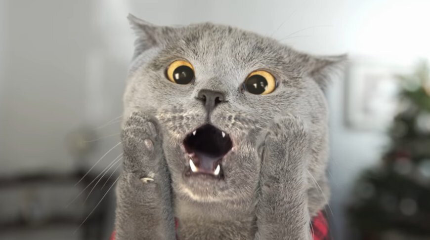 И там начинается массовая драка! Начинается твоя чёрное дни