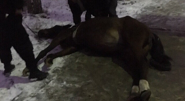 Упавшая "без причин" и погибшая лошадь.