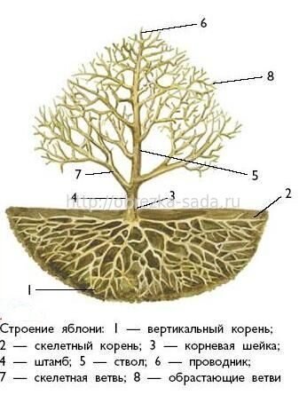 Строение яблони