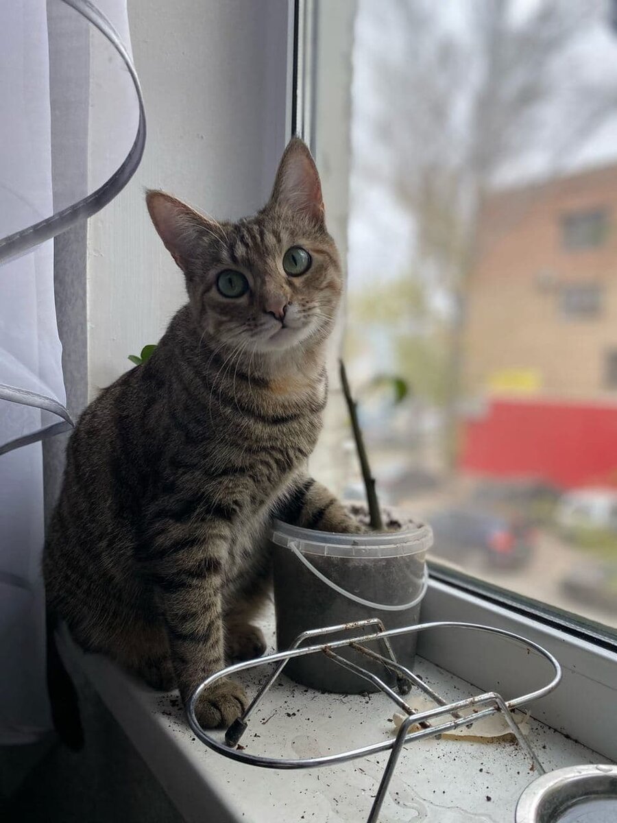 Коша "заземлилась" перед охотой