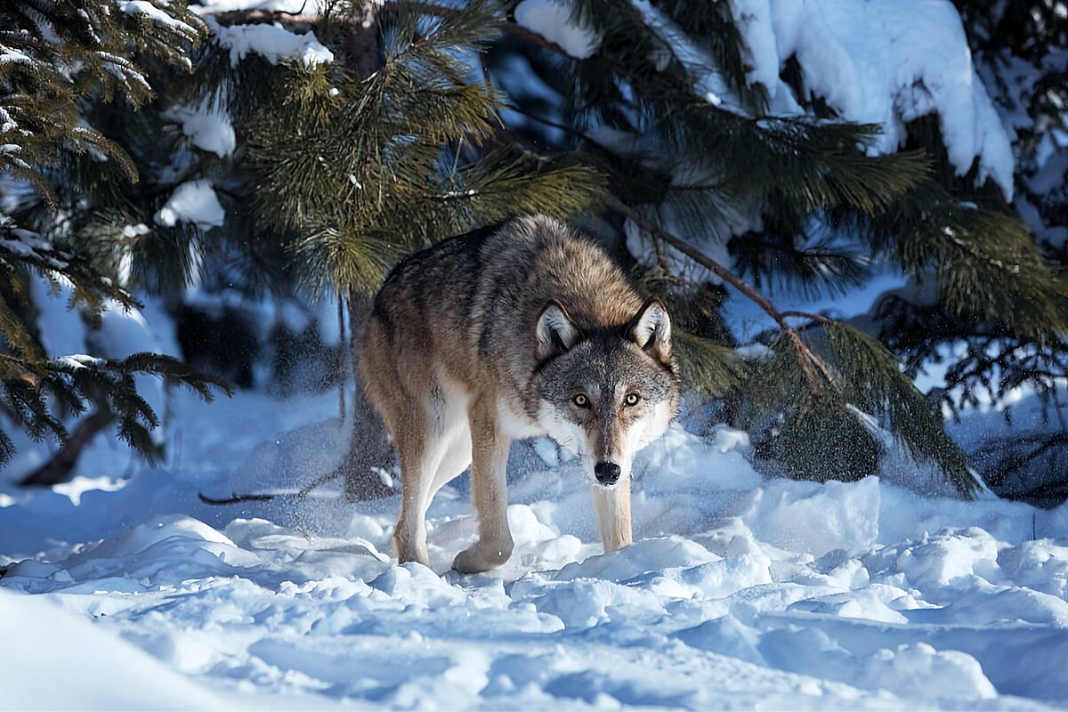 картинка волка зимой